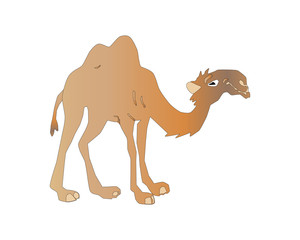 Cartoon camel isolated on a white background, vector illustration