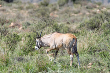 Oryx calf in the Mountain Zebra National Park