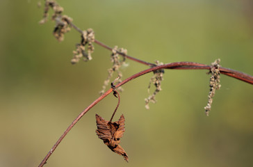 Single dried leaf on the twig