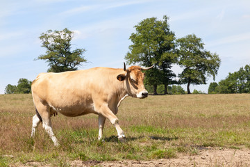 Naklejka na ściany i meble Aubrac beef cow walking across a pasture in sunshine with flies buzzing around her head, side view
