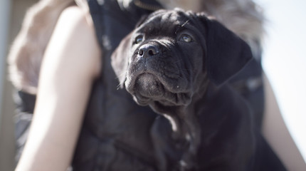 маленький охранник