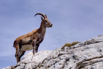 Bouquetin des Alpes