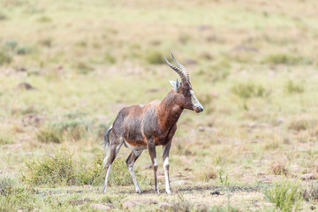 Fototapeta na wymiar Wet blesbok in the Mountain Zebra National Park
