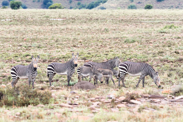 Fototapeta na wymiar Wet mountain zebras