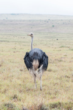 Wet male ostrich