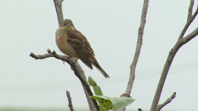 Small bird Ortolan bunting singing and displaying landed on a branch after migration