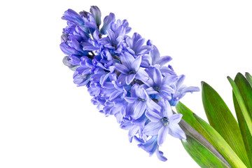 hyacinth purple flowers isolated on white background
