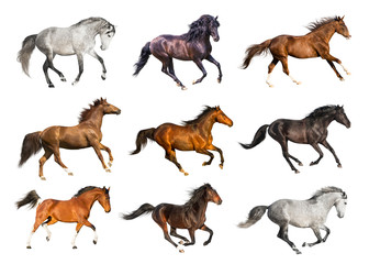 Horses collection isolated on the white background