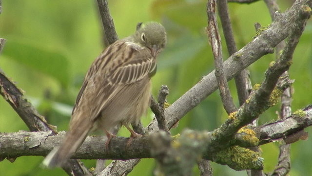 Small bird Ortolan bunting singing and displaying landed on a branch after migration
