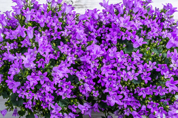 Obraz premium Spring flowers background.