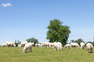 Fototapeta na wymiar Breeding herd of white Charolais beef cattle with cows and calves grazing in a lush green pasture under a sunny blue sky with copy space