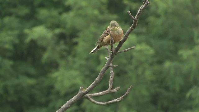 Small bird Ortolan bunting singing and displaying landed on a branch after migration