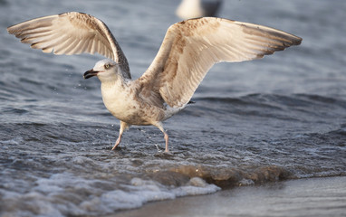 Junge Silbermöwe in der Ostsee
