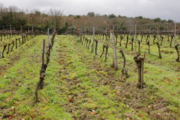 Fototapeta na wymiar Vignes dans le Razès,Aude