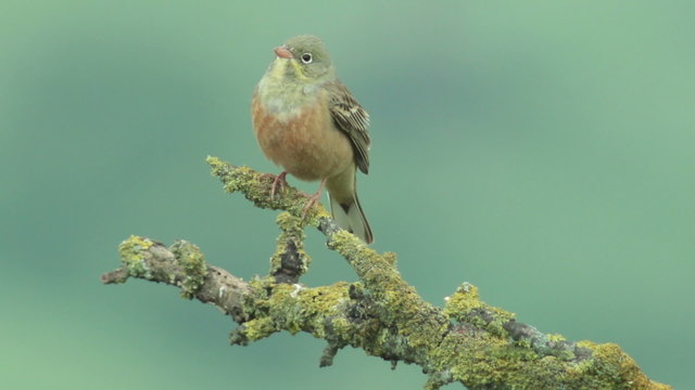 Small bird Ortolan bunting singing and displaying landed on a branch after migration