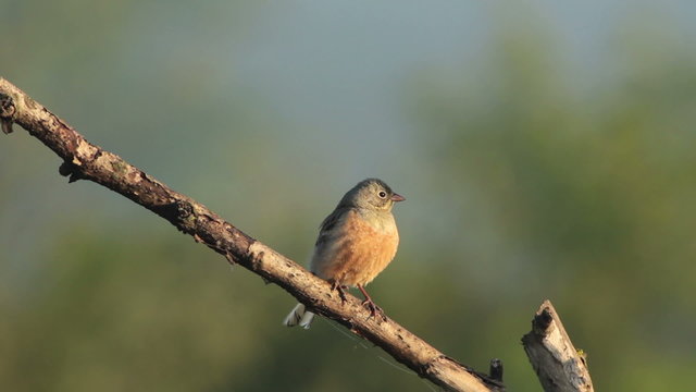 Small bird Ortolan bunting singing and displaying landed on a branch after migration