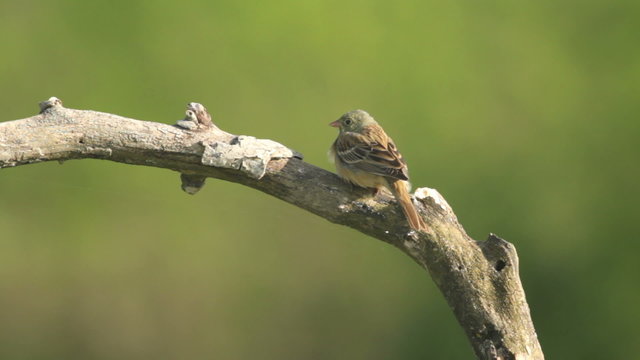Small bird Ortolan bunting singing and displaying landed on a branch after migration