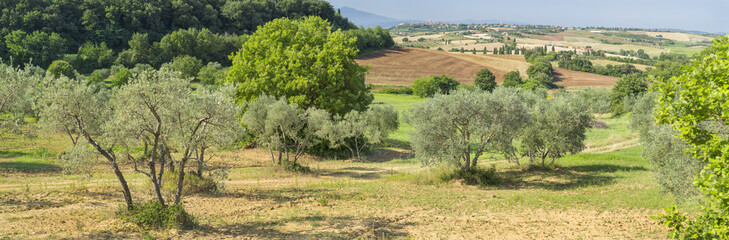 Fototapeta na wymiar isolated olive trees on the field in tuscany on Italy