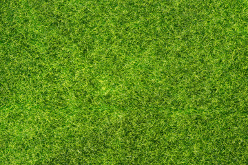 Fototapeta premium Grass texture