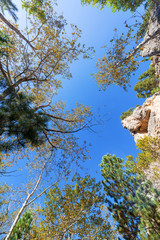 Looking up in South Piney Canyon