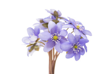 Hepatica nobilis isolated