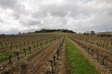 Fototapeta na wymiar Vignes dans le Razès,Aude
