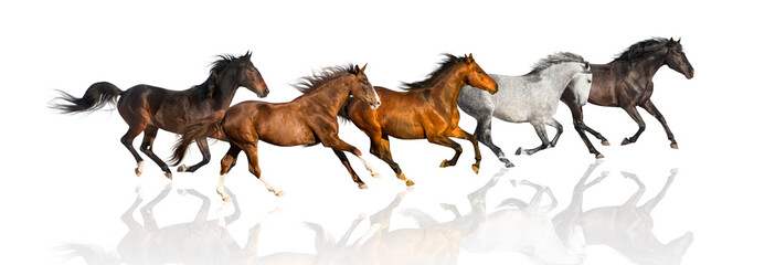 isolate of the group galloping horses on the white background