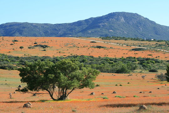 Orange wild flower carpets with trees and hills in Namaqua National Park