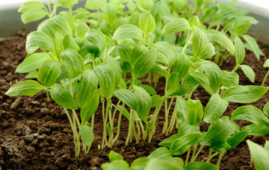 Young green eggplant seedlings