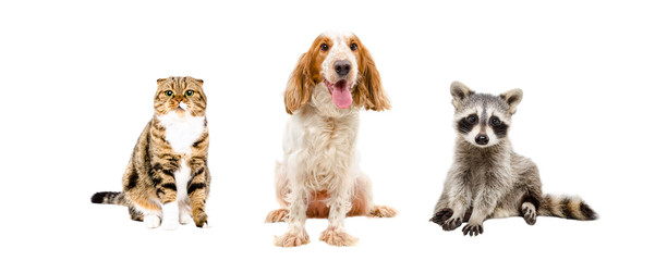 Cat, dog and raccoon sitting together 