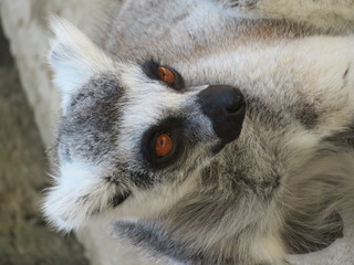 A lemur close-up