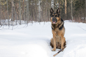 Собака немецкая овчарка и палка на снегу зимним днем