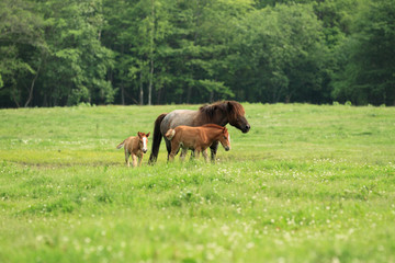 牧場の馬