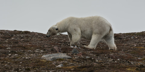 Fototapeta na wymiar Female Polar Bear with collar on Andøyane, Liefdefjorden, Spitsbergen