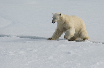 Fototapeta na wymiar Female Polar Bear with collar on Andøyane, Liefdefjorden, Spitsbergen