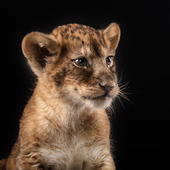 little lion cub  on black background