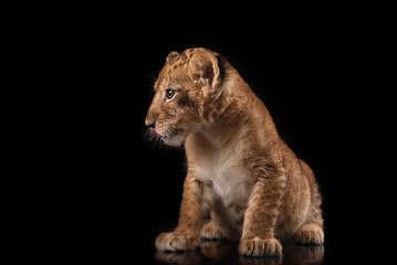Fototapeta na wymiar little lion cub on black background