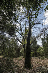 Albero immerso nel verde