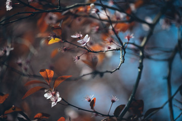 Colorful photo of tree blossoms on natural light and with selective focus. Short depth of field for dreamy soft background.