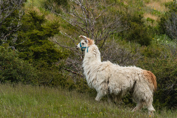 Obraz premium domestic llama grazing on meadow