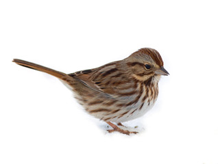 Isolated Song Sparrow