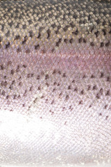 Rainbow trout skin, close-up © photographyfirm