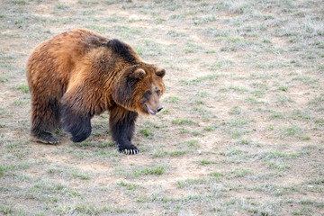 Naklejka premium Grizzly Bear, while on the California state flag, has been extirpated from the state and lives only in select areas in the United States including limited areas in the rocky mountains and Alaska