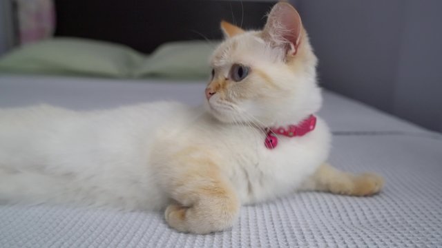 A female cat lies on the bed and she focus on something