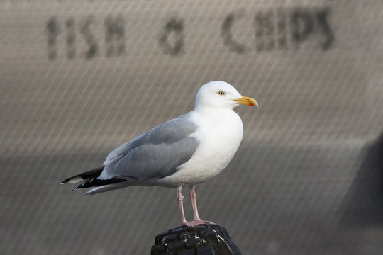 seagull near fish and chips