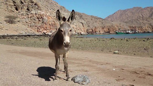 Sultanate of Oman, Musandam, ancient Village of Haffa. Donkey on the beach. Oman - arab country in southeastern coast of Arabian Peninsula. Musandam - governorate of Oman,located on Musandam peninsula