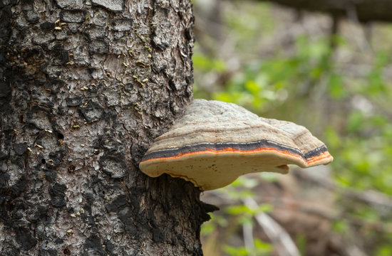 Red-belt conk, Fomitopsis pinicola growing on fir