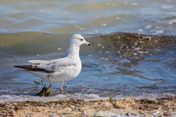 Juvenile Herring Gull Larus argentatus