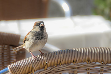 Little sparrow on a chair in a sunny day