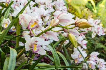 Beautiful white cymbidium flower orchid close up in garden.